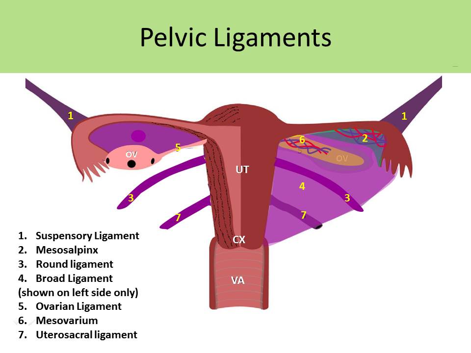 Broad Ligament And Round Ligament Of Uterus papeary